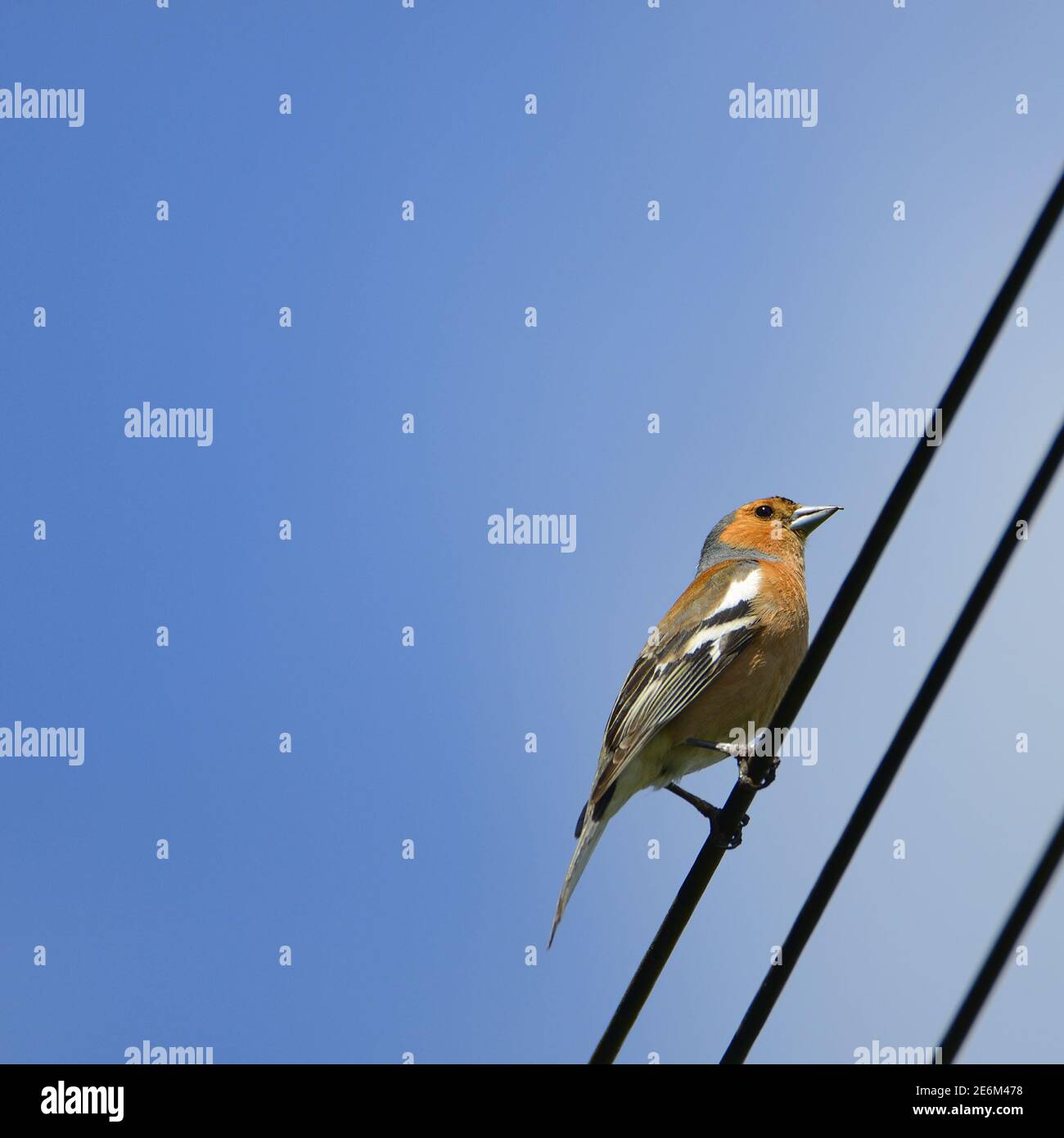 Chaffinch (Fringilla coelebs) perchée sur des fils télégraphiques. Kent, Royaume-Uni. Banque D'Images