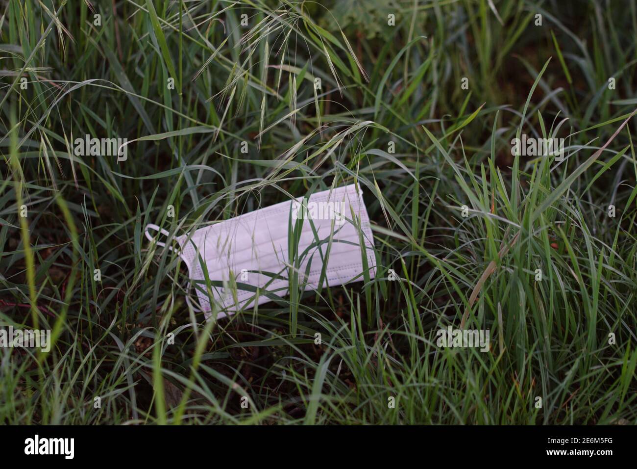 masque utilisé jeté dans la nature - pollution de l'environnement causé par corona Banque D'Images