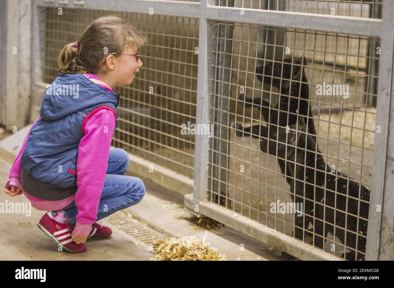 La jeune fille belge Lola, 6 ans, regarde les hyènes de bébé au parc  animalier Pairi Daiza à Brugelette, le 6 septembre 2015. Lola vit à Pairi  Daiza depuis sa naissance. Son