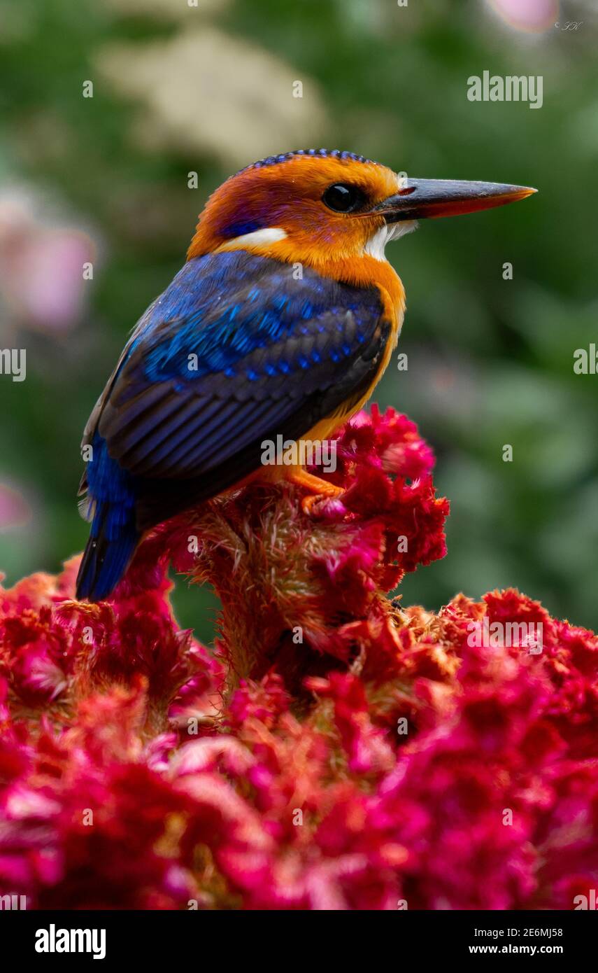 Un superbe kingfisher malachite Banque D'Images