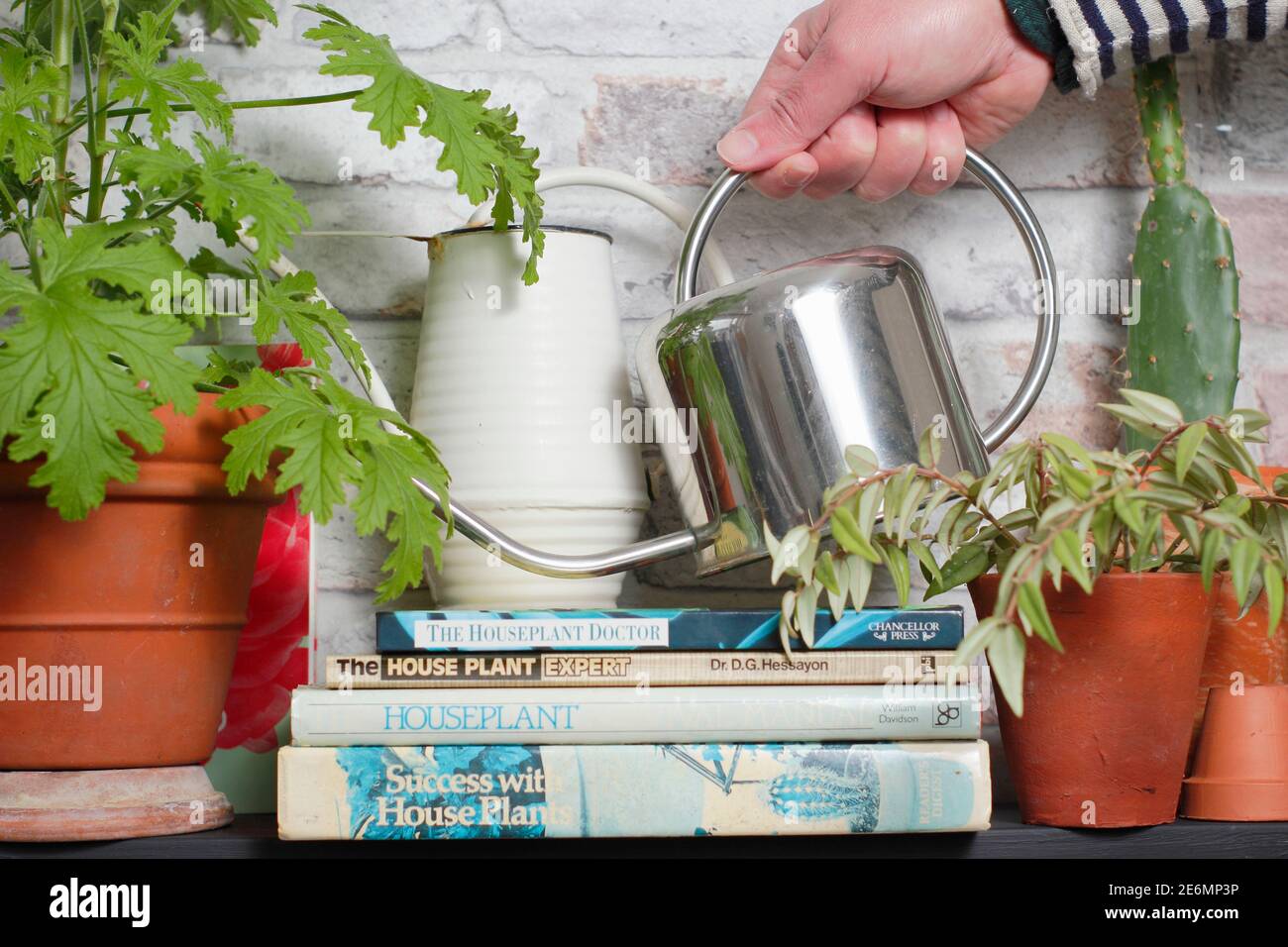 Arrosage des plantes d'intérieur sur une étagère avec des livres de jardinage. ROYAUME-UNI Banque D'Images