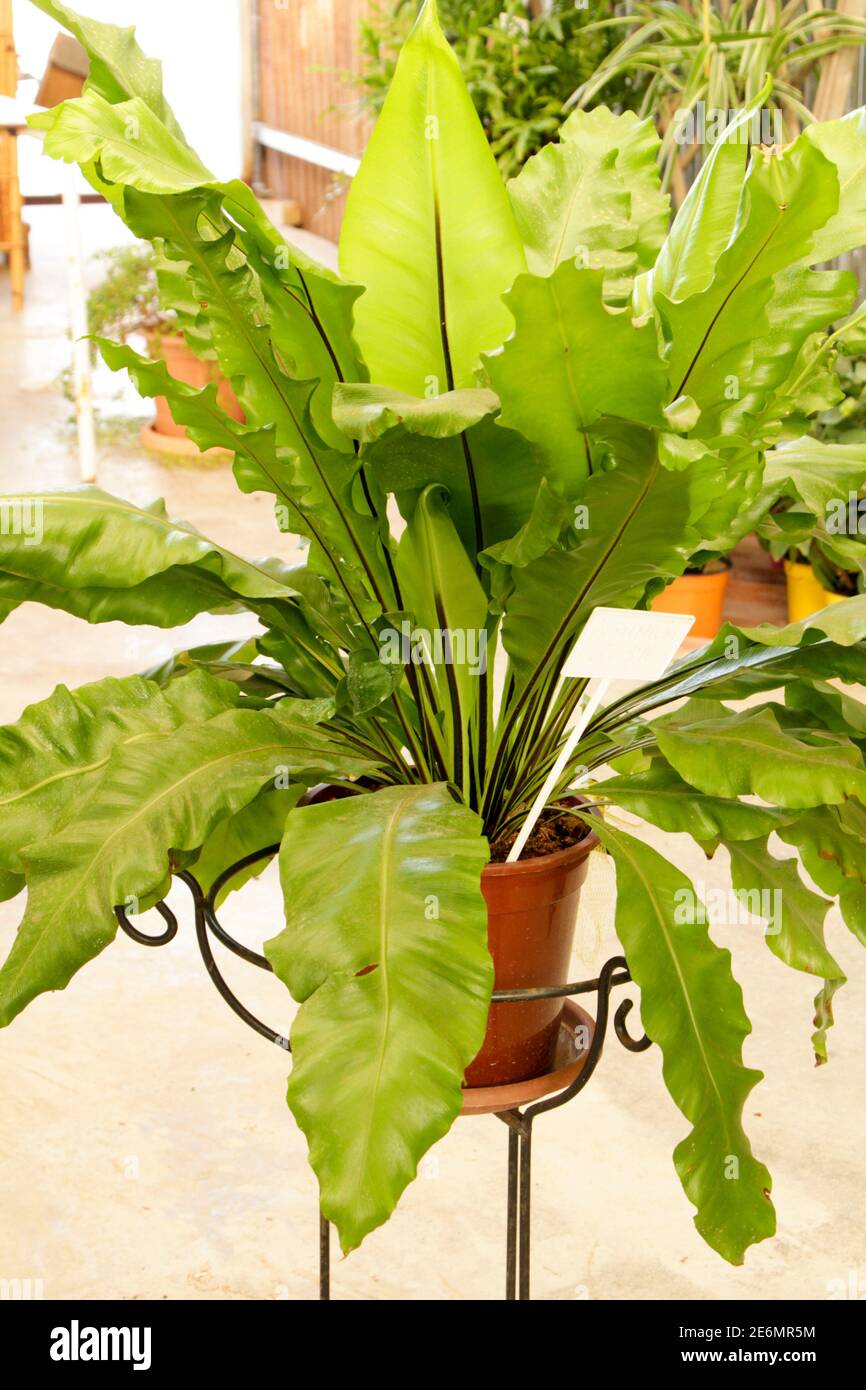 Belle usine d'Asplenium Nidus dans le jardin sous le soleil Banque D'Images