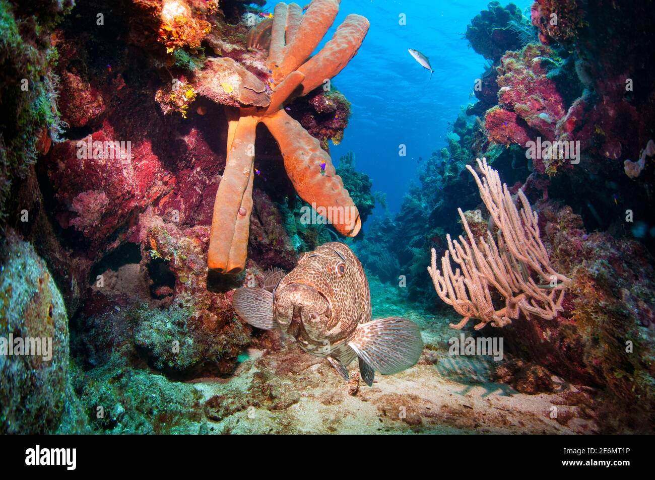 Mérou tigre (Mycteroperca tigris) nageant à côté d'une grande éponge de tube jaune (Aplysina fistularis) descendant d'un mur de corail. Roatan, Islas de la Ba Banque D'Images