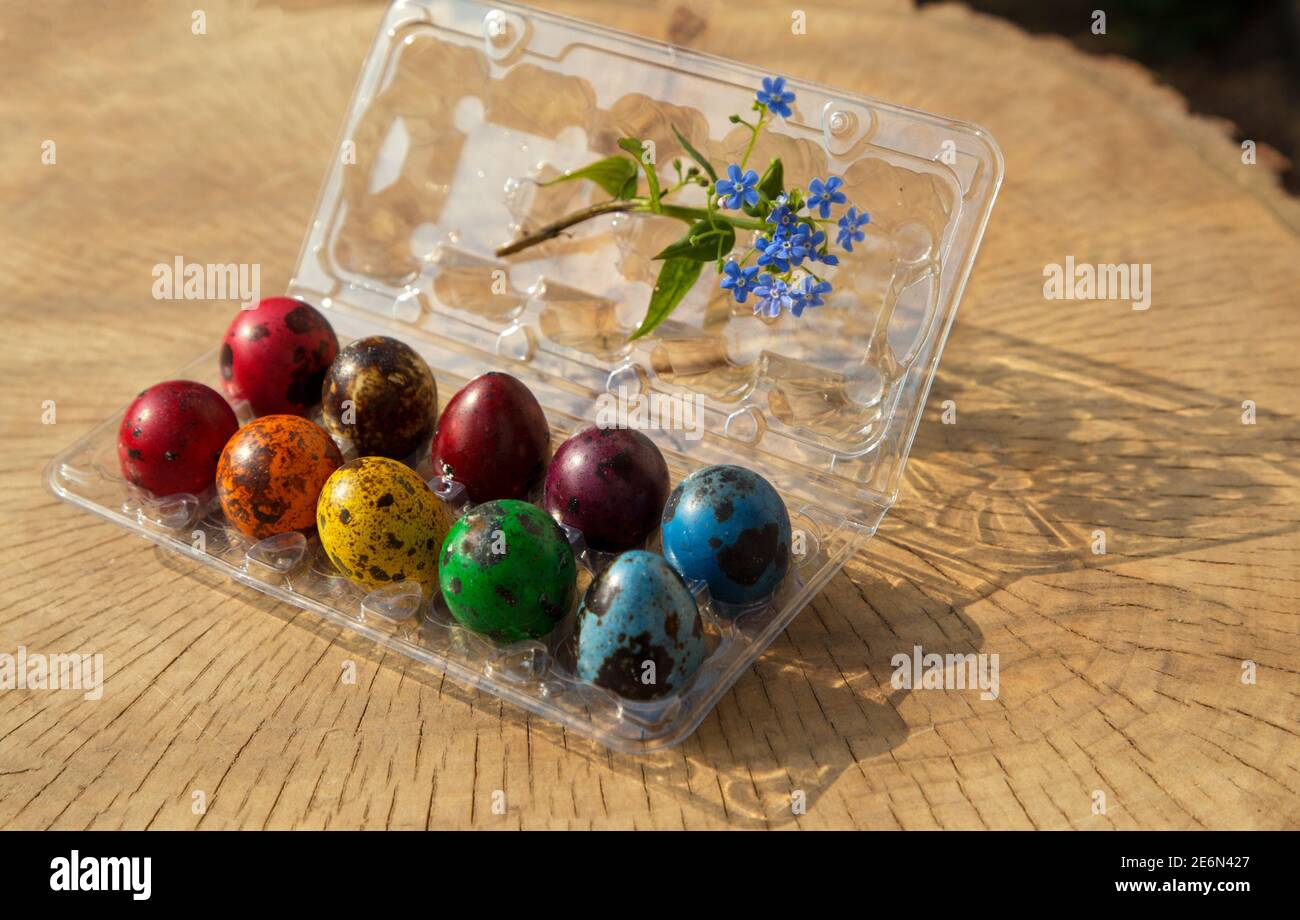Œufs de caille de Pâques de couleur vive peints avec des couleurs arc-en-ciel dans une boîte en plastique pour les œufs et une branche de fleur Forget-me-not, sur fond beige de felli Banque D'Images