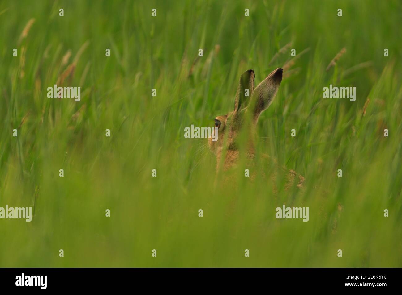 Lièvre brun dans leur habitat naturel. Banque D'Images