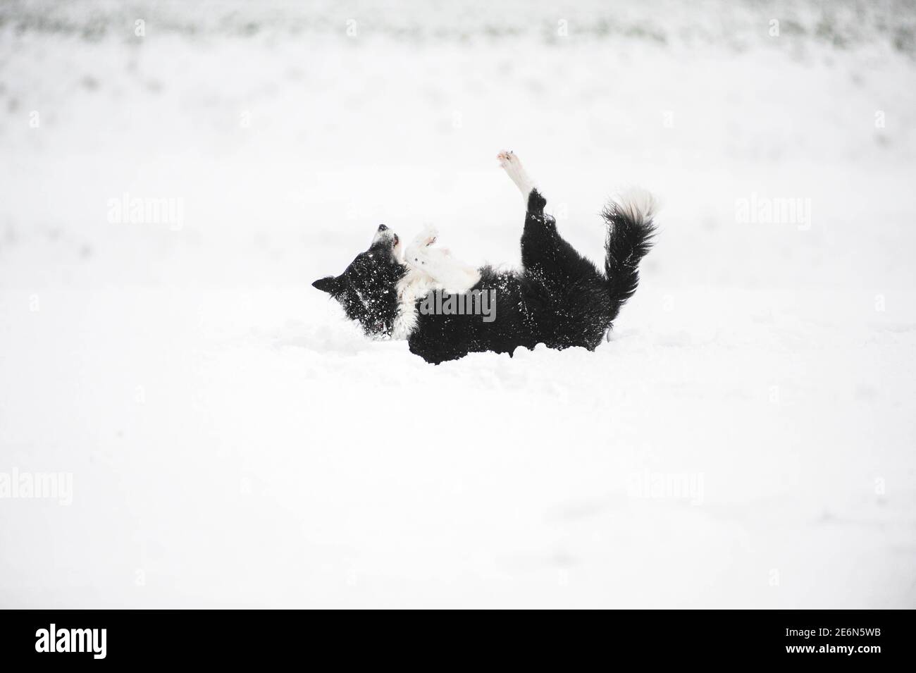Bordure noire et blanche collie. Joli chien roulant dans la neige. Banque D'Images