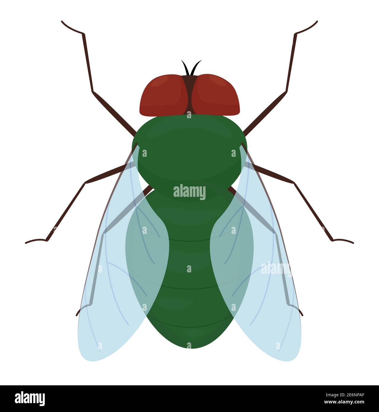 Mouche verte de dessin animé isolée sur fond blanc. Illustration d'insecte vecteur Illustration de Vecteur