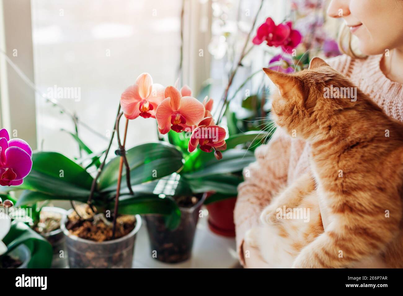 Femme Tenant Le Chat Et Appreciant Orchidees En Fleur Sur Le Seuil De Fenetre Jardinier Prenant Soin Des Plantes Et Des Fleurs A La Maison Photo Stock Alamy
