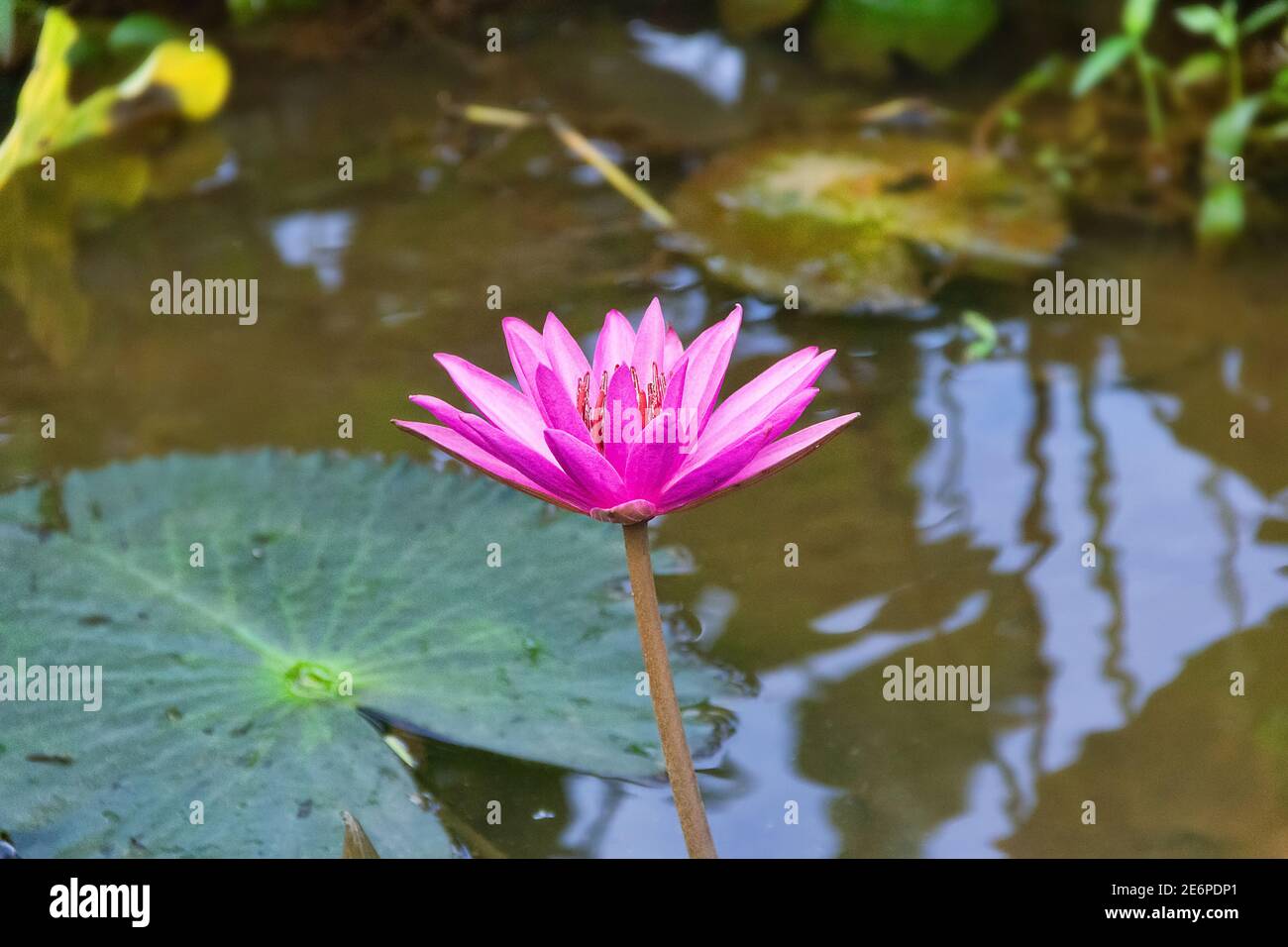 Lilly PAD (Nymphée nouchali). Nénuphars et loteries Sri Lanka. Fleur nationale (étoile lotus, Nil Manel), symbole du bouddhisme Banque D'Images