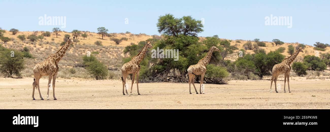Cap ou Giraffe sud-africaine (Giraffa camelopardalis giraffa) Parc transfrontalier Kgalagadi, Kalahari, Cap Nord, Afrique du Sud. Panorama dans le au Banque D'Images