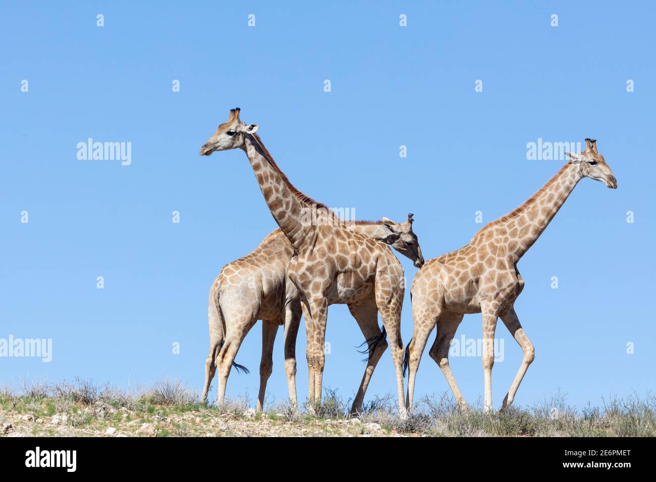 Cap ou girafes sud-africains (Giraffa camelopardalis giraffa) sur la ligne d'horizon sur une dune rouge, Parc transfrontalier Kgalagadi, Kalahari, Cap Nord, S Banque D'Images