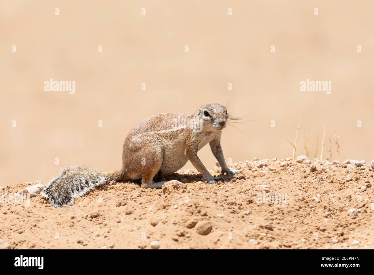Curious Cape / South African Ground Squirrel (Xerus inauris) Parc transfrontalier Kgalagadi, Kalahari, Cap Nord, Afrique du Sud Banque D'Images