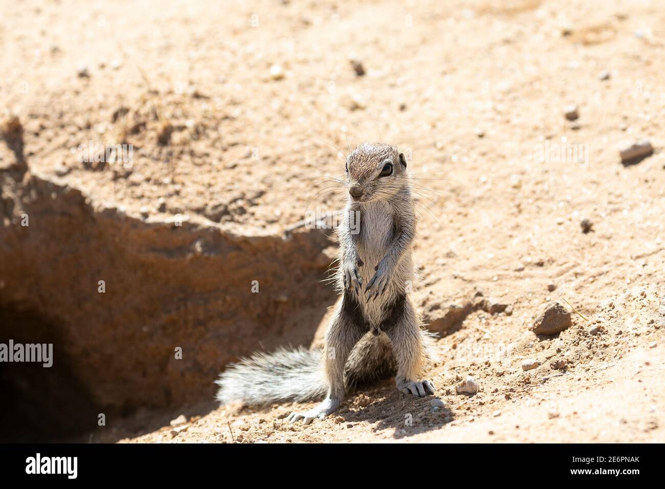 Baby Cape / South African Ground Squirrel (Xerus inauris) Parc transfrontalier de Kgalagadi à l'entrée des terriers, Kalahari, Cap Nord, Afrique du Sud Banque D'Images