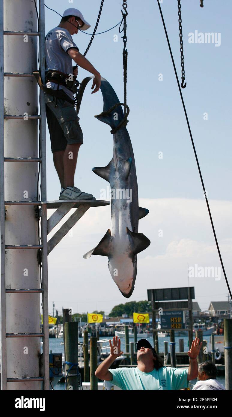 A Shark Is Weighed During The Star Island Yacht Club Shark Tournament In Montauk New York June 16 2007 In This Long Island Fishing Hamlet Hundreds Of Adults Drank Beer And Children