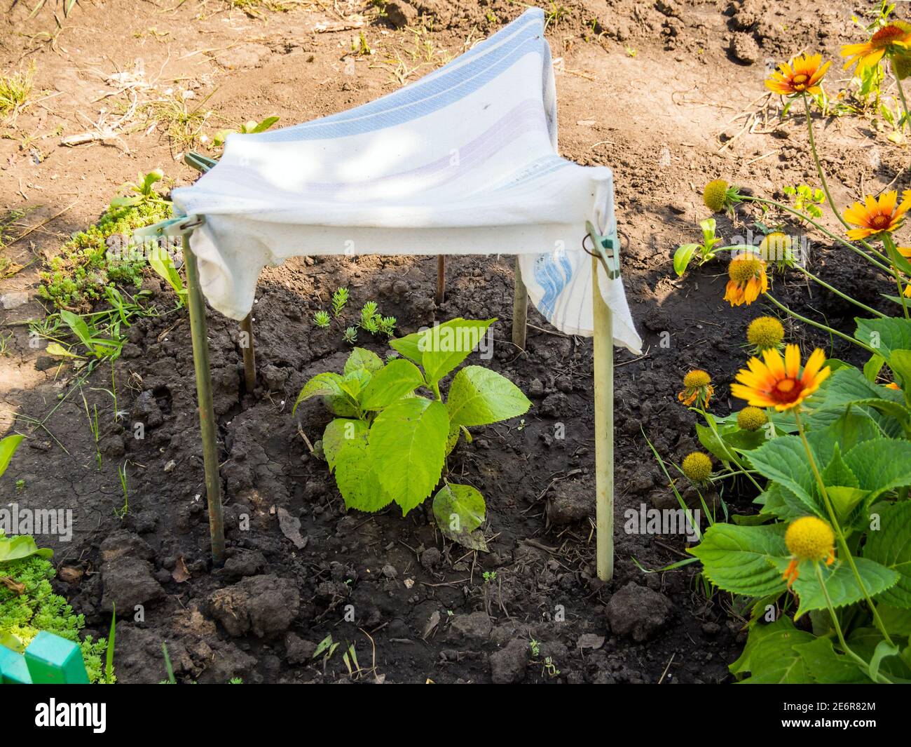 Protéger une jeune fleur d'hortensia du soleil avec un tissu Banque D'Images