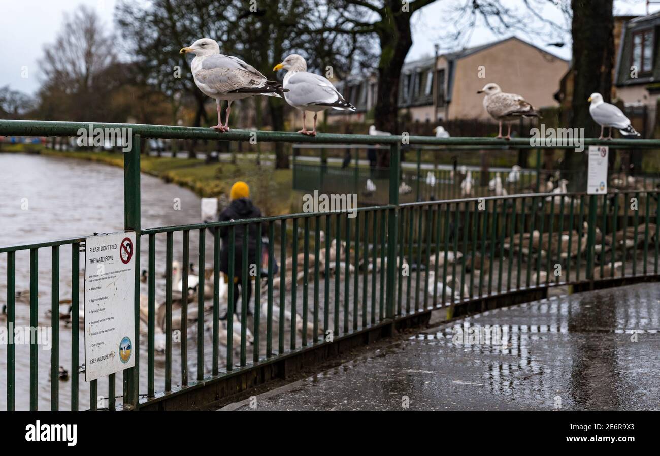 Musselburgh, East Lothian, Écosse, Royaume-Uni, 29 janvier 2021. Météo au Royaume-Uni : la pluie provoque l'ascension de la rivière Esk et l'alimentation de la faune. De fortes pluies, dont on prévoit plus au cours du week-end, se traduit par une rivière gonflée, avec le niveau d'eau presque jusqu'au sommet de la rive. Une femme nourrit les oiseaux de la région, y compris les oies du Canada, les cygnes et les goélands, malgré les avis à proximité qui avisent les gens de ne pas nourrir la sauvagine Banque D'Images