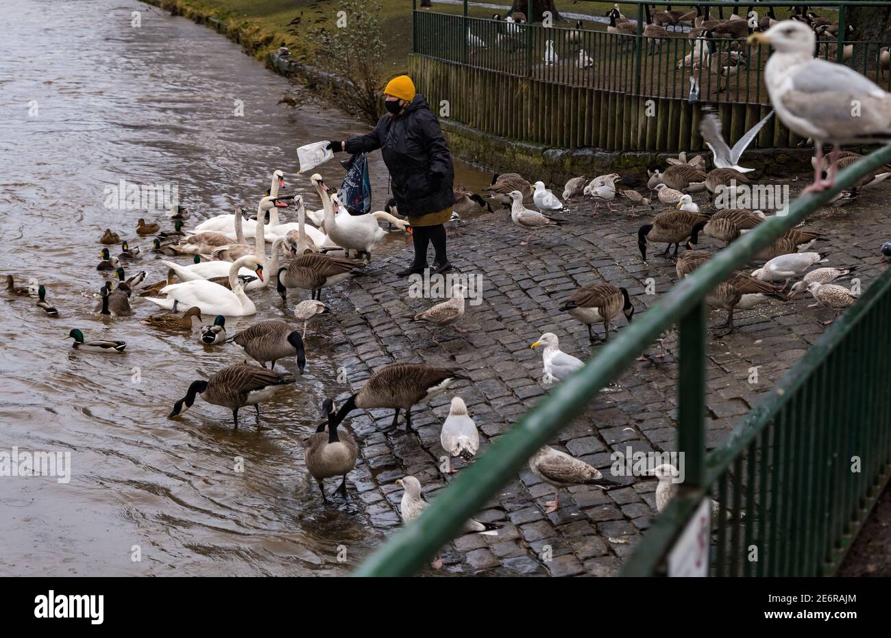 Musselburgh, East Lothian, Écosse, Royaume-Uni, 29 janvier 2021. Météo au Royaume-Uni : la pluie provoque l'ascension de la rivière Esk et l'alimentation de la faune. De fortes pluies, dont on prévoit plus au cours du week-end, se traduit par une rivière gonflée, avec le niveau d'eau presque jusqu'au sommet de la rive. Une femme portant un masque facial pendant le confinement en cas de pandémie nourrit les oiseaux locaux, y compris les bernaches du Canada, les cygnes et les goélands, malgré les avis à proximité qui conseillent aux gens de ne pas nourrir la sauvagine Banque D'Images