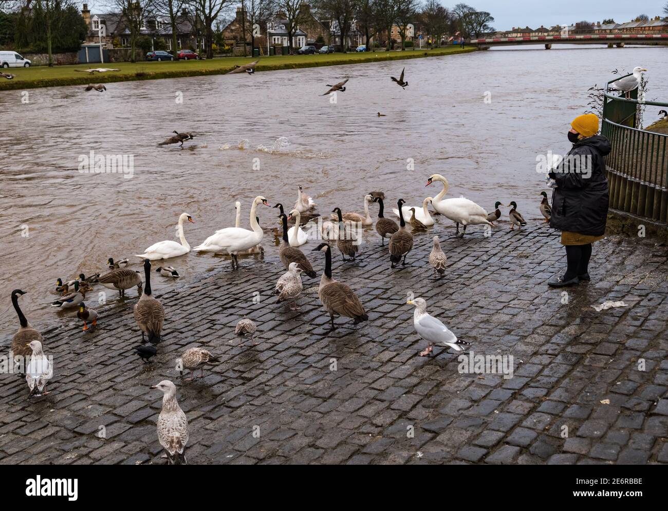 Musselburgh, East Lothian, Écosse, Royaume-Uni, 29 janvier 2021. Météo au Royaume-Uni : la pluie provoque l'ascension de la rivière Esk et l'alimentation de la faune. De fortes pluies, dont on prévoit plus au cours du week-end, se traduit par une rivière gonflée, avec le niveau d'eau presque jusqu'au sommet de la rive. Une femme portant un masque facial pendant le confinement en cas de pandémie nourrit les oiseaux locaux, y compris les bernaches du Canada, les cygnes et les goélands, malgré les avis à proximité qui conseillent aux gens de ne pas nourrir la sauvagine. Les oiseaux s'emprennent de l'autre côté de la rivière où une autre femme offre de la nourriture Banque D'Images