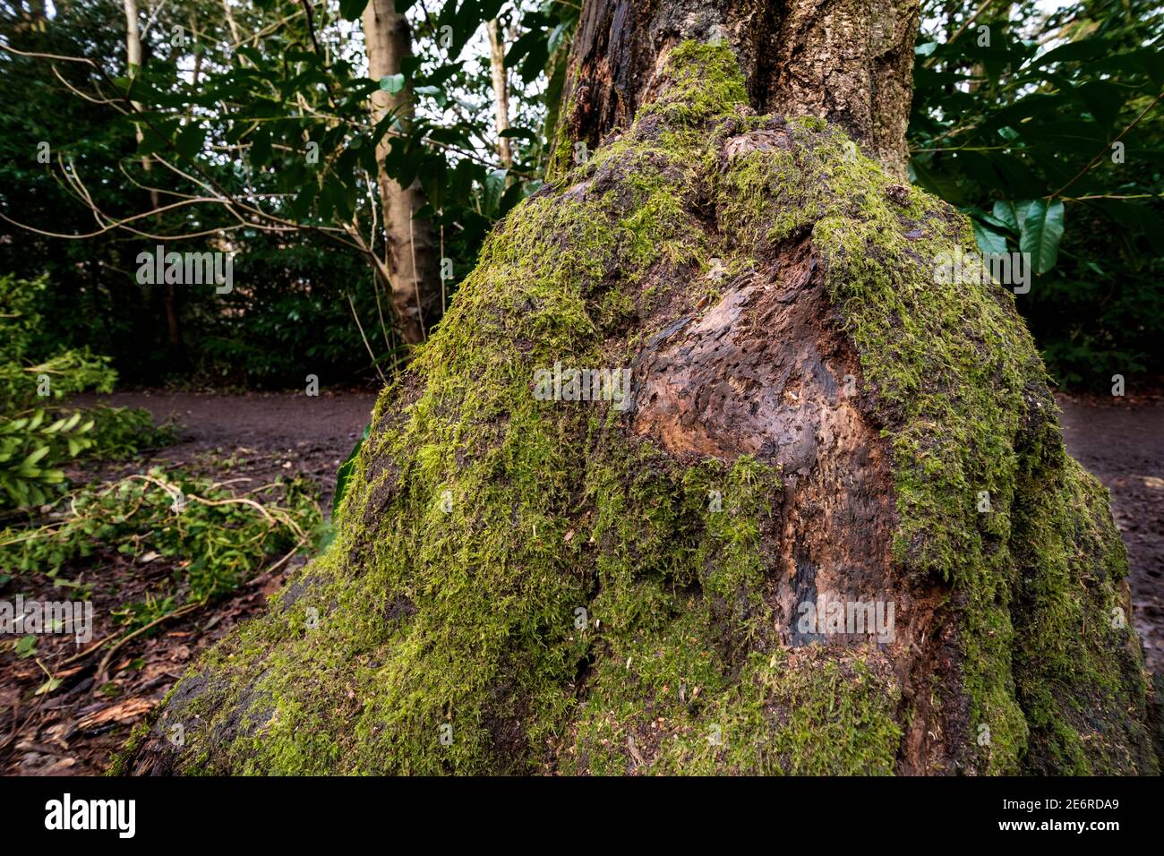 Montrant un parfait 'insecte / habitat d'insecte' fait avec à porus pourriture des trous dans les racines de butress à couteaux sur l'arbre dans les bois ROYAUME-UNI Banque D'Images
