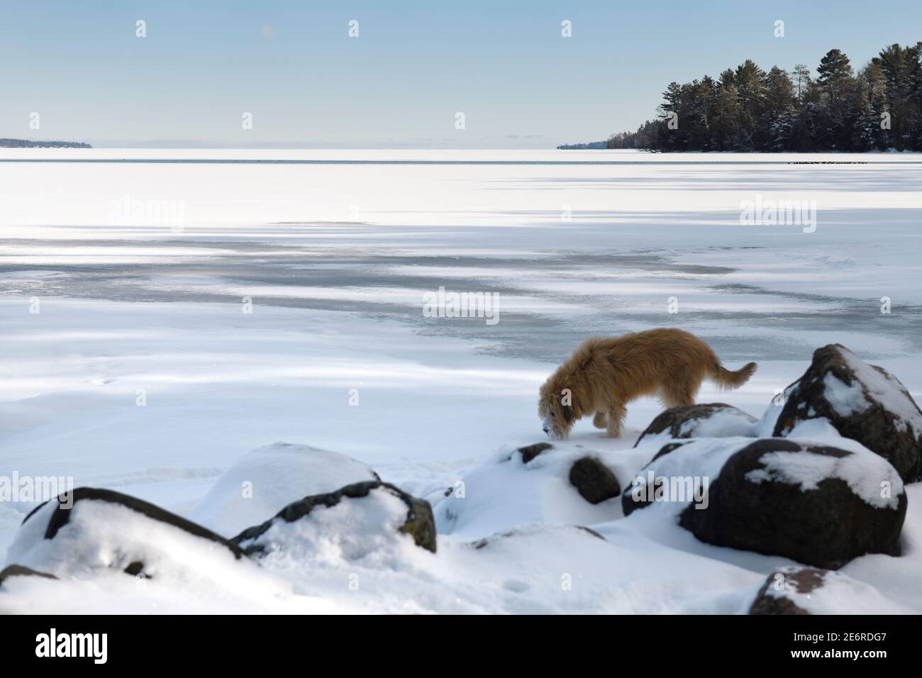 Chien renifler la neige et la glace sur la baie de Kemenfelt à Wilkins Plage de Barrie en hiver Banque D'Images