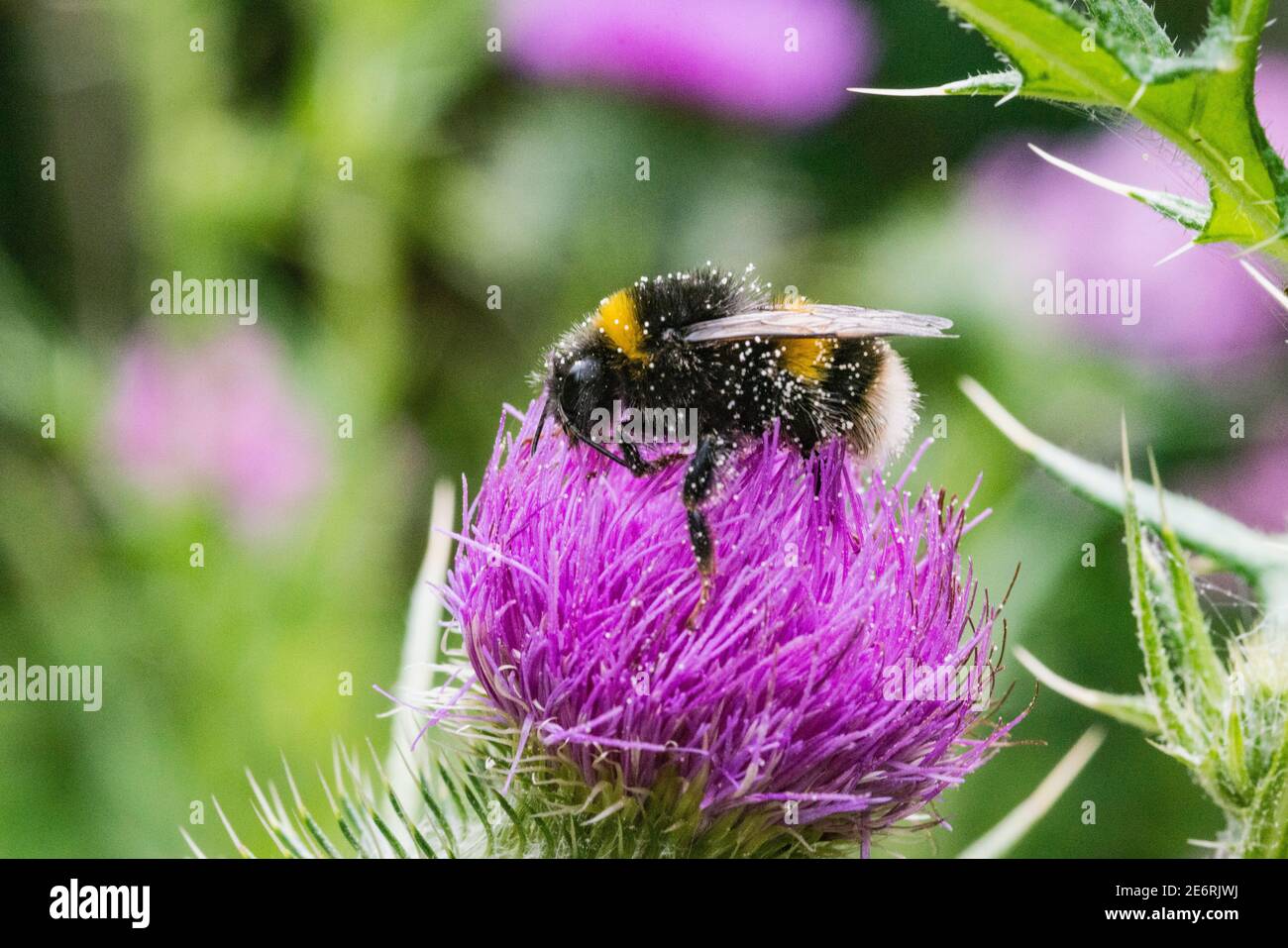 Bite à queue de chameau;abeille [Bombus terrestris] sur une fleur de chardon [Cirsiium arvense]. ROYAUME-UNI. Banque D'Images