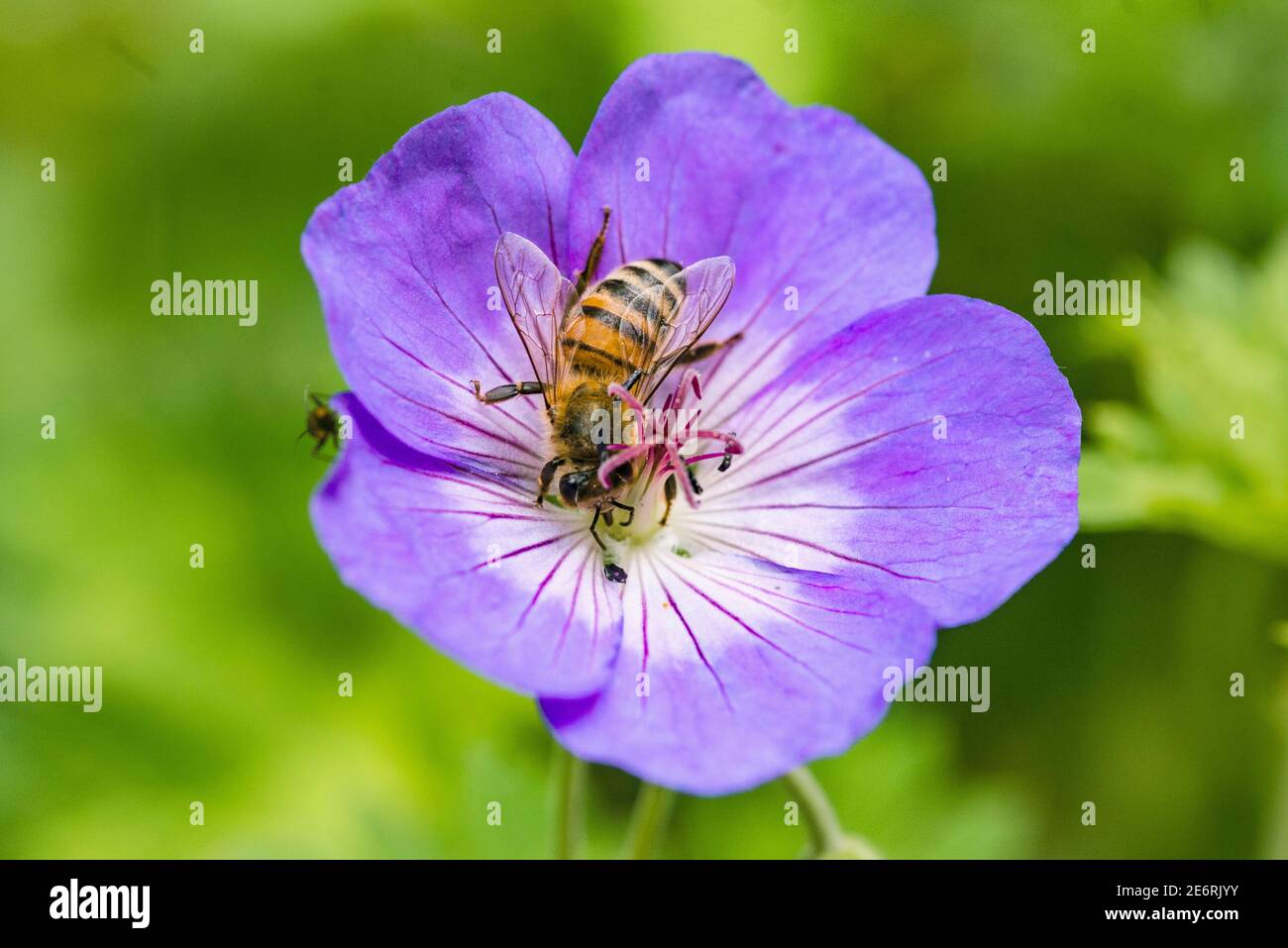 Abeille [API mellifera] sur une fleur de jardin. ROYAUME-UNI. Banque D'Images