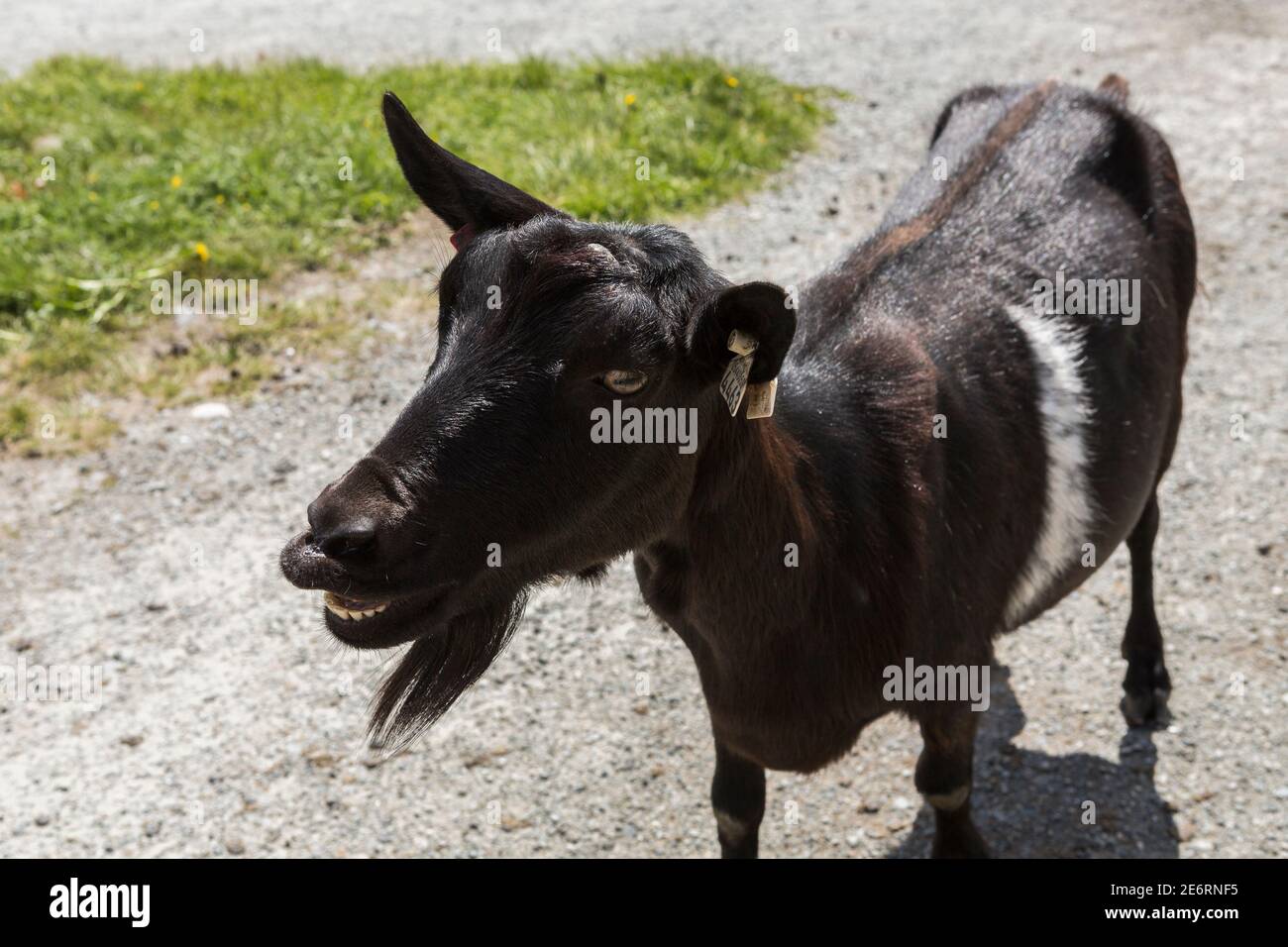 Chèvre billy brunâtre au parc national de Jotunheimen en Norvège Banque D'Images