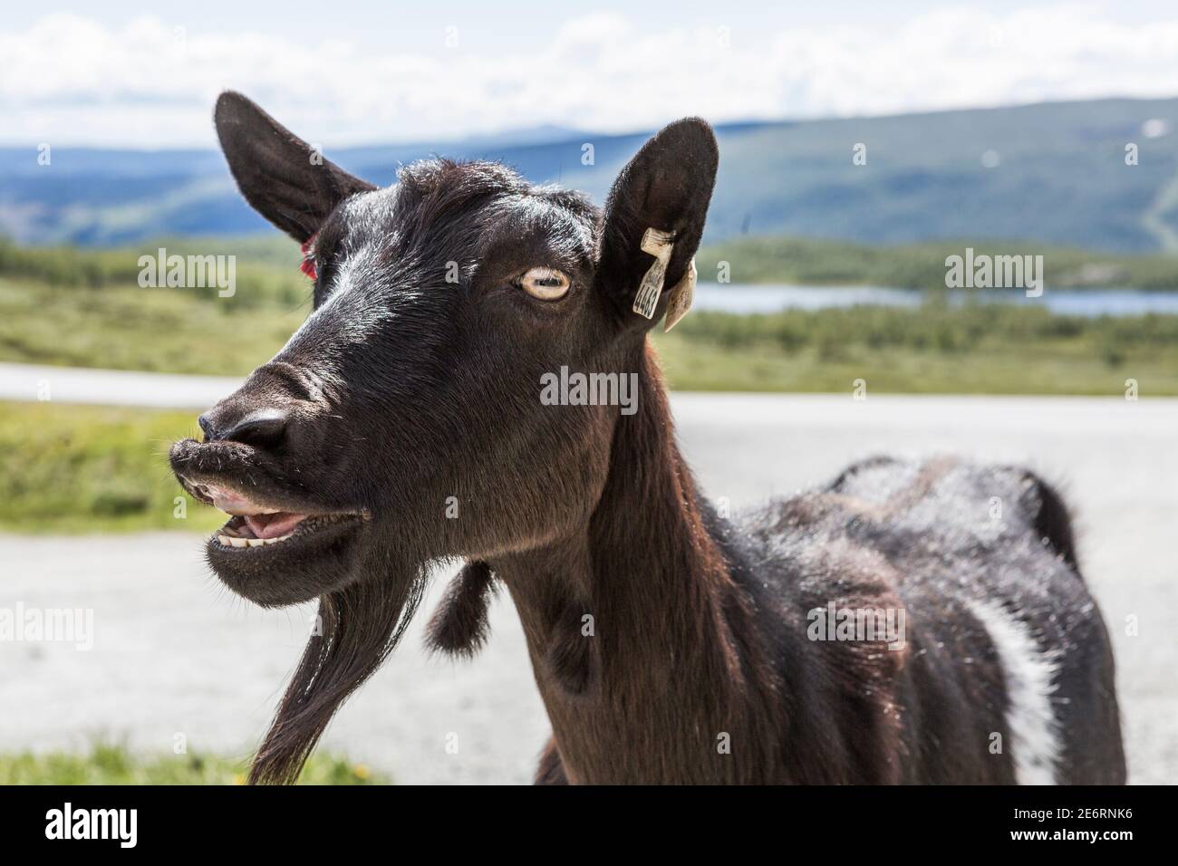 Chèvre billy brunâtre au parc national de Jotunheimen en Norvège Banque D'Images