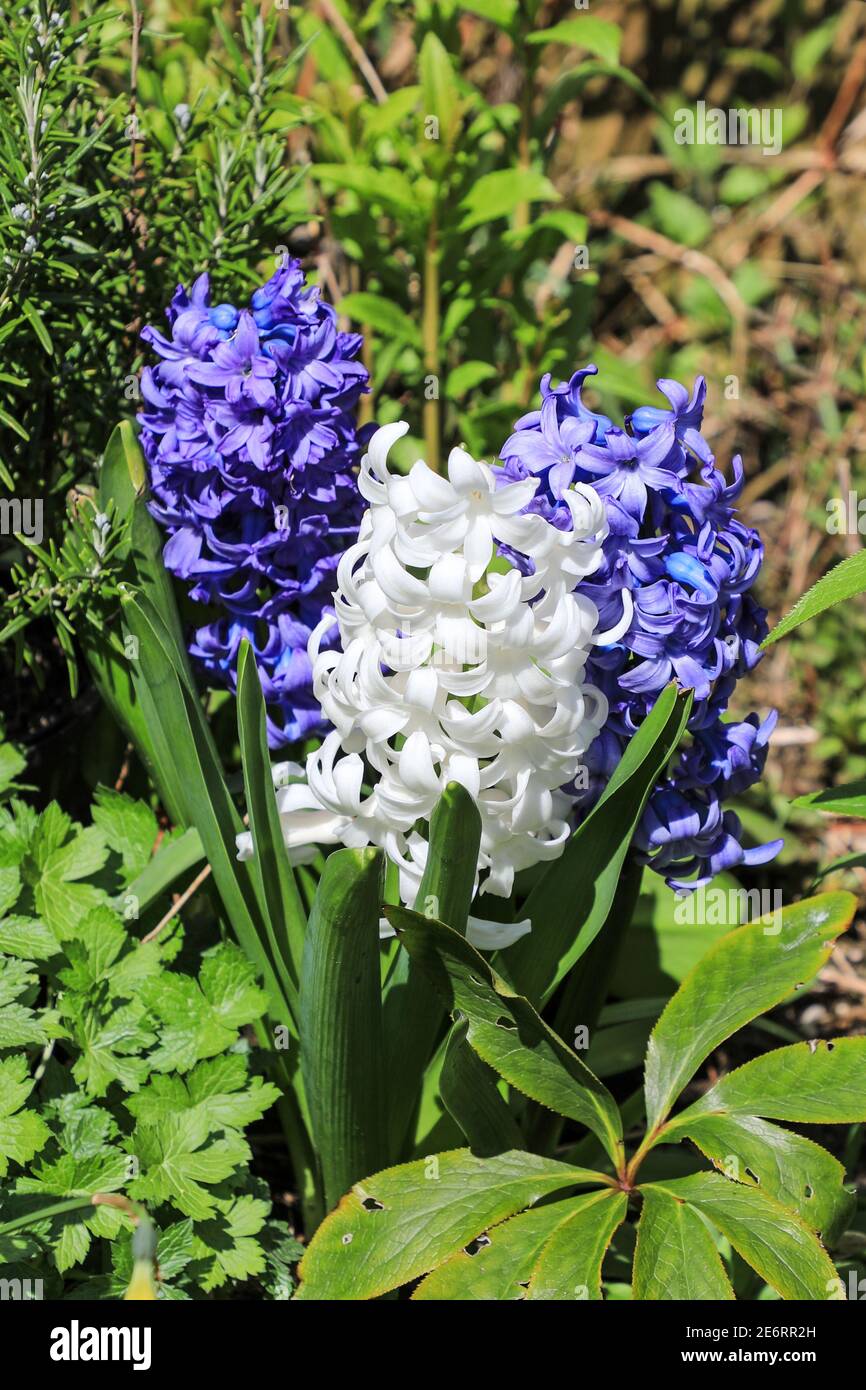 Fleurs bleues et blanches de jacinthes, ou bulbes de jacinthe, Angleterre,  Royaume-Uni Photo Stock - Alamy