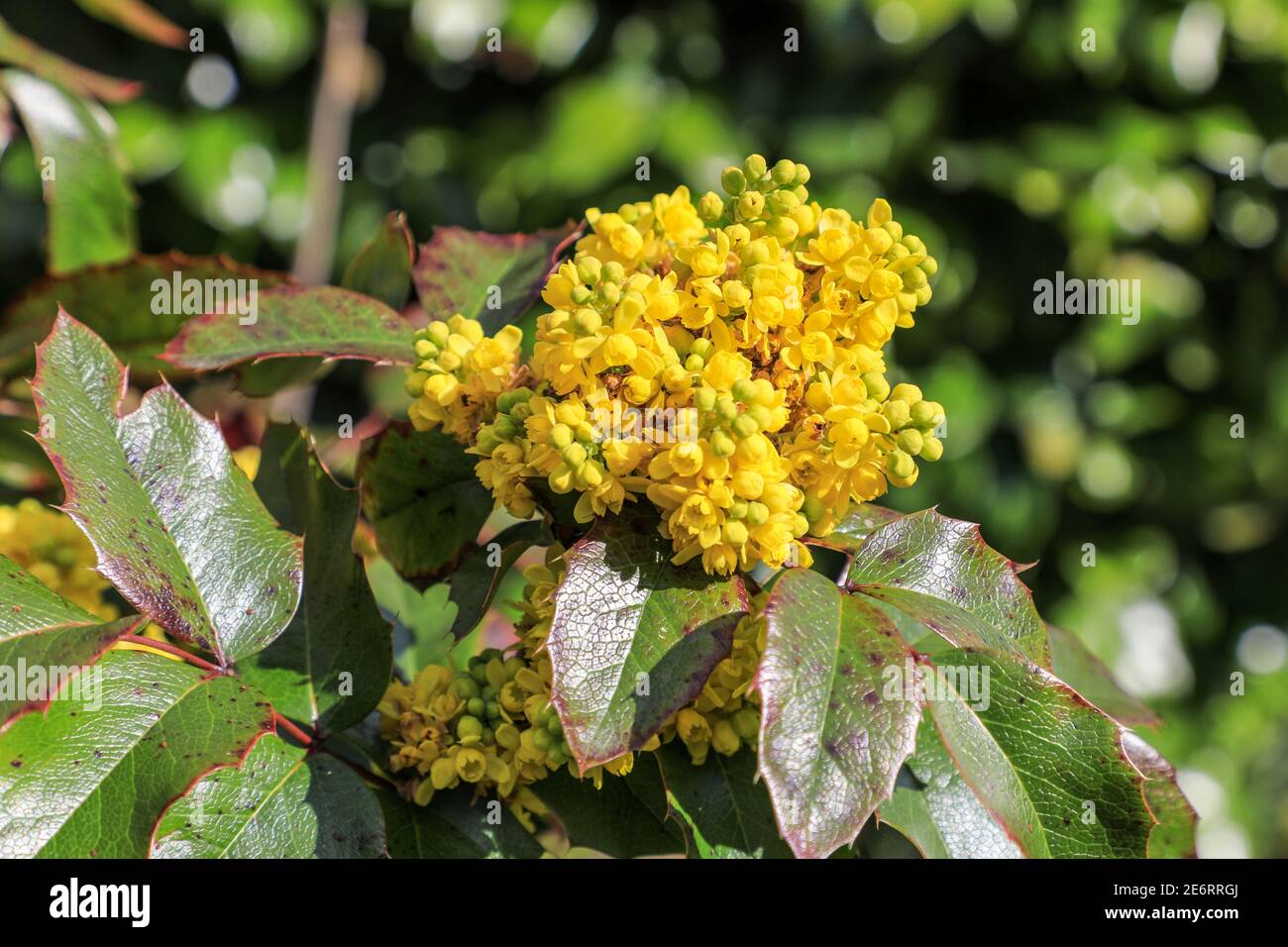 La tête de fleur jaune d'un Mahonia aquifolium, le raisin de l'Oregon, Angleterre, Royaume-Uni Banque D'Images