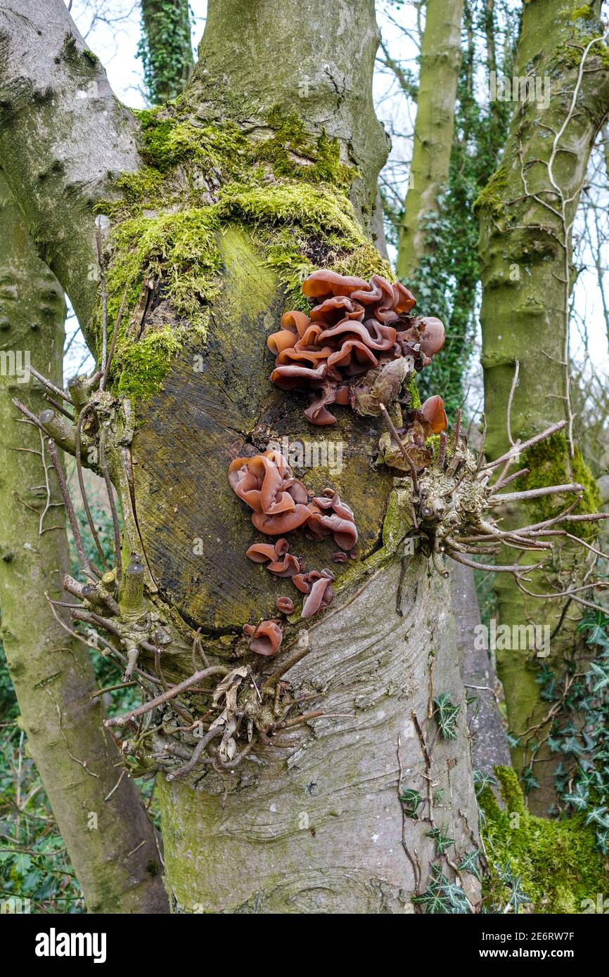Auricularia auricula-judae, connu sous le nom de l'oreille du juif, l'oreille de bois ou de gelée d'oreille de champignon, ou champignons, croissant sur un tronc d'arbre, Angleterre, Royaume-Uni Banque D'Images