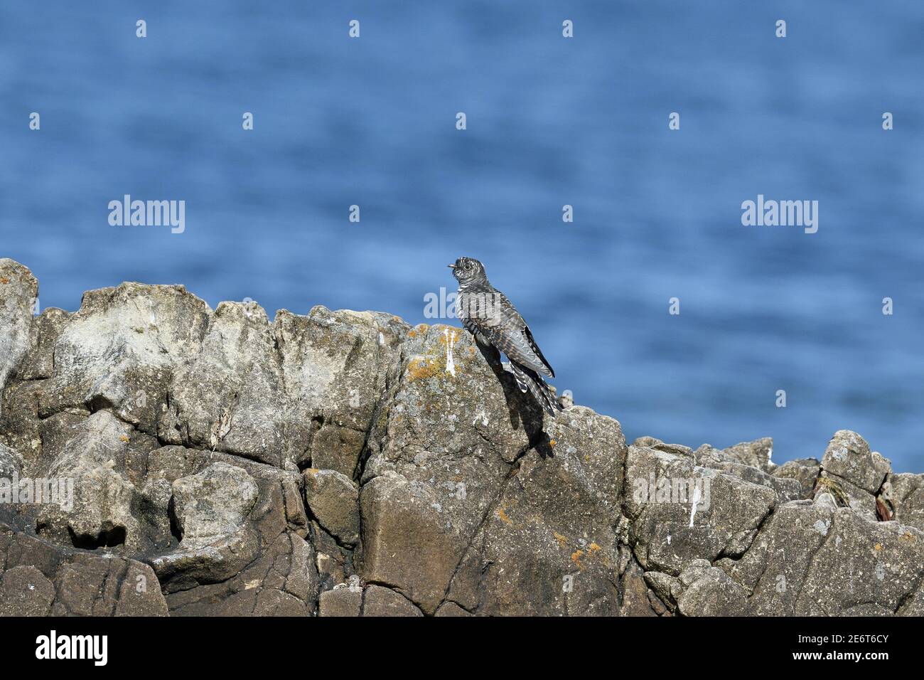 Cuckoo commun, Cuculus canorus, jeune oiseau sur la première migration Banque D'Images
