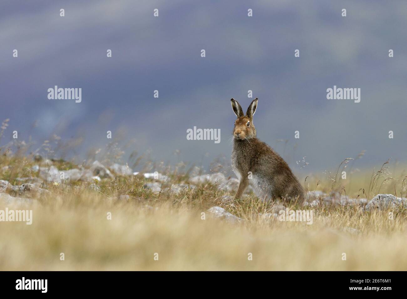 Mountain Hare à l'affût Banque D'Images