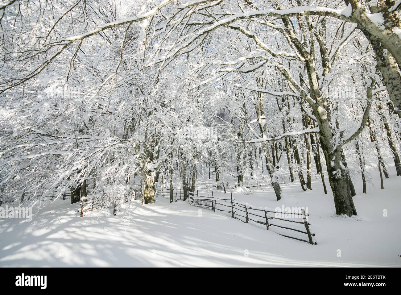 Forêt de hêtre enchantée avec neige dans la haute montagne de Italie Banque D'Images