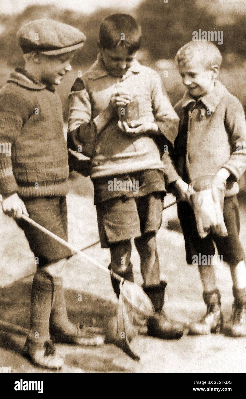 Trois jeunes garçons anglais au début des années 1900 (vers les années 1940 / 1950) collectant des newts et des grenouilles frayent d'un étang local dans un pot à confiture. Banque D'Images