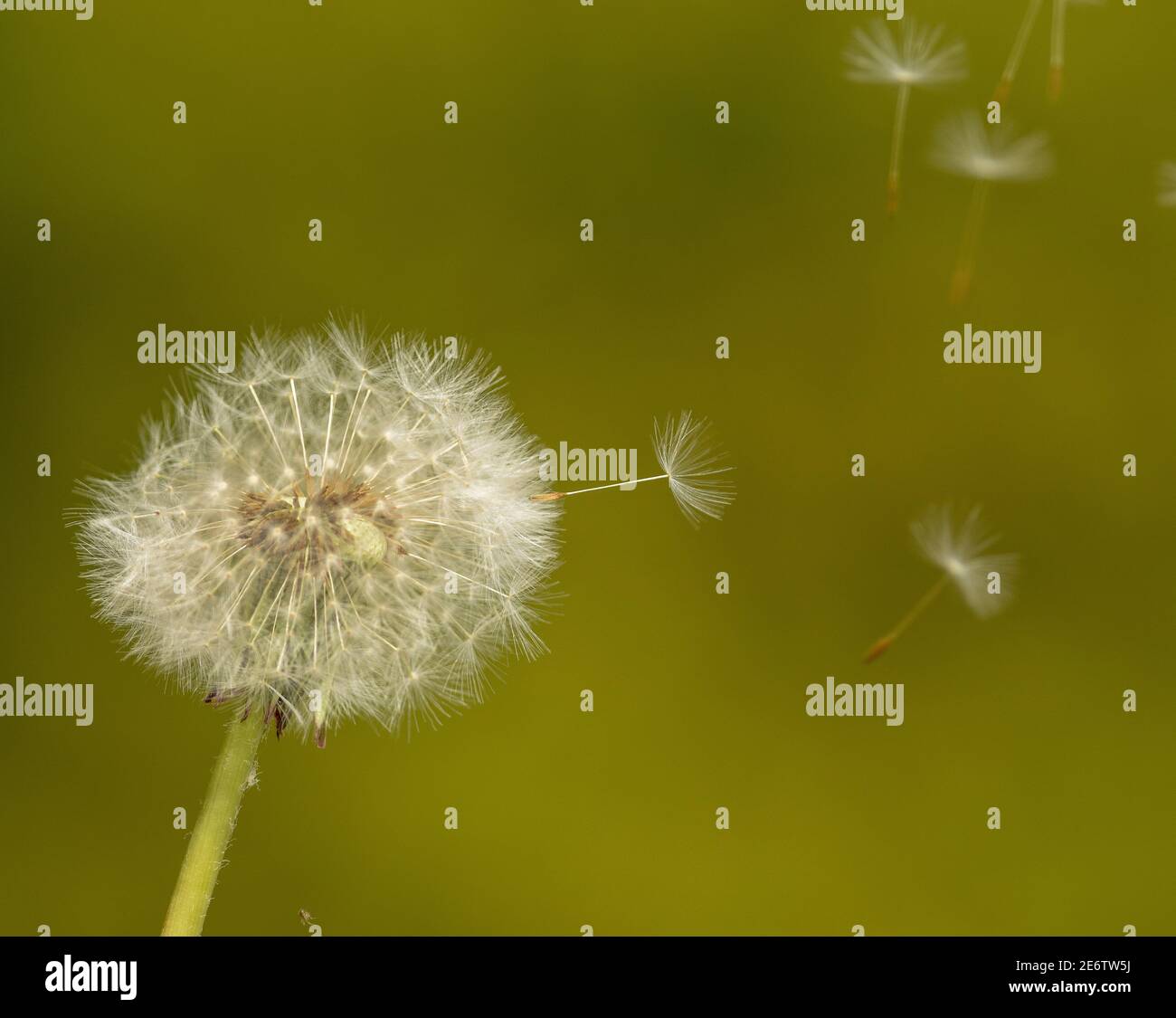 Pissenlit perdant ses graines Banque D'Images