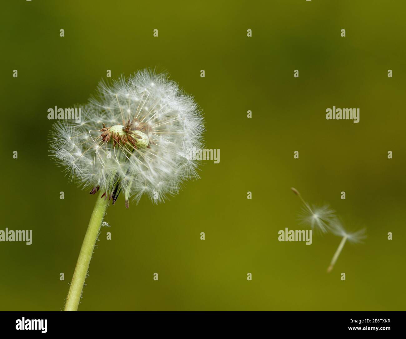 Pissenlit perdant ses graines Banque D'Images