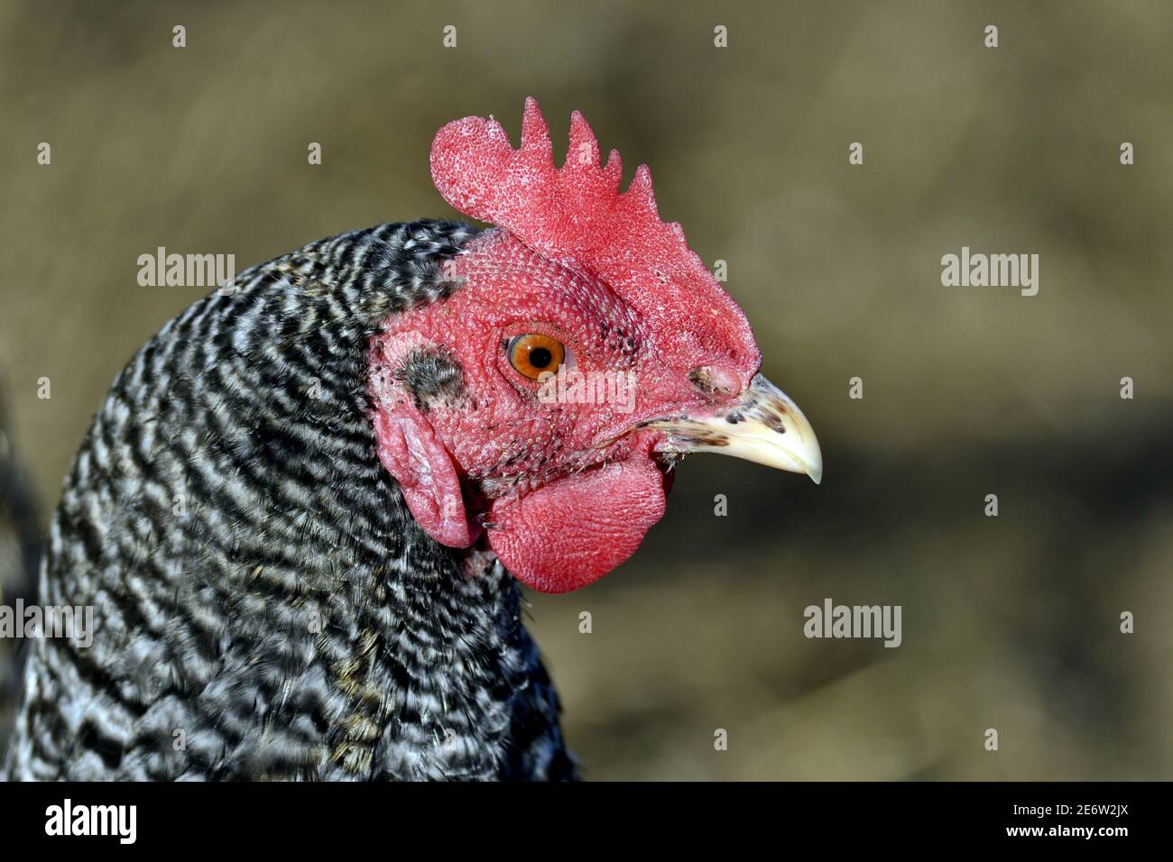 France, Doubs, poules, tête, crête Banque D'Images