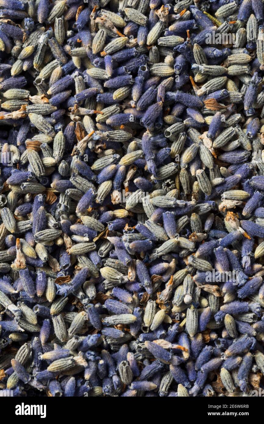 Herbes de lavande pourpre faites maison dans un bol Banque D'Images