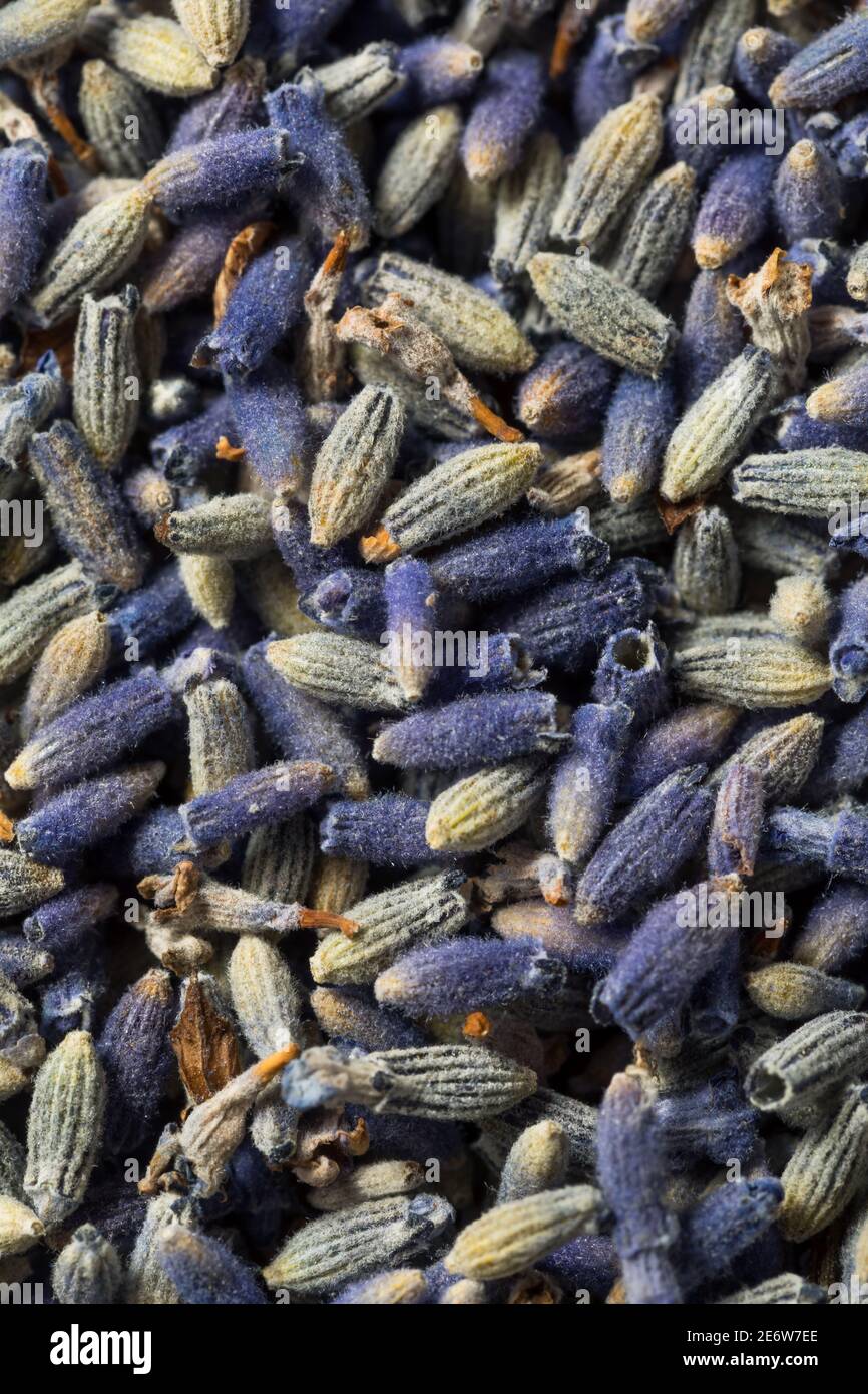 Herbes de lavande pourpre faites maison dans un bol Banque D'Images