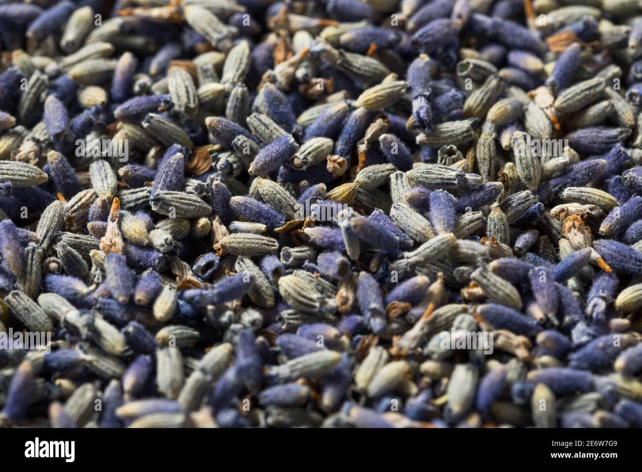 Herbes de lavande pourpre faites maison dans un bol Banque D'Images