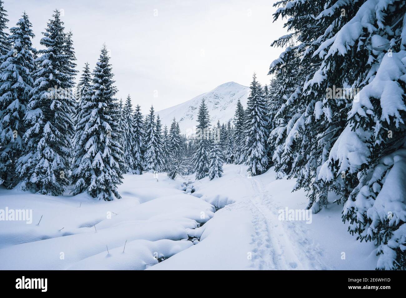 Magnifique paysage d'hiver avec des arbres enneigés. Forêt gelée en hiver. Arbres couverts de glace et de neige en Scandinavie Banque D'Images