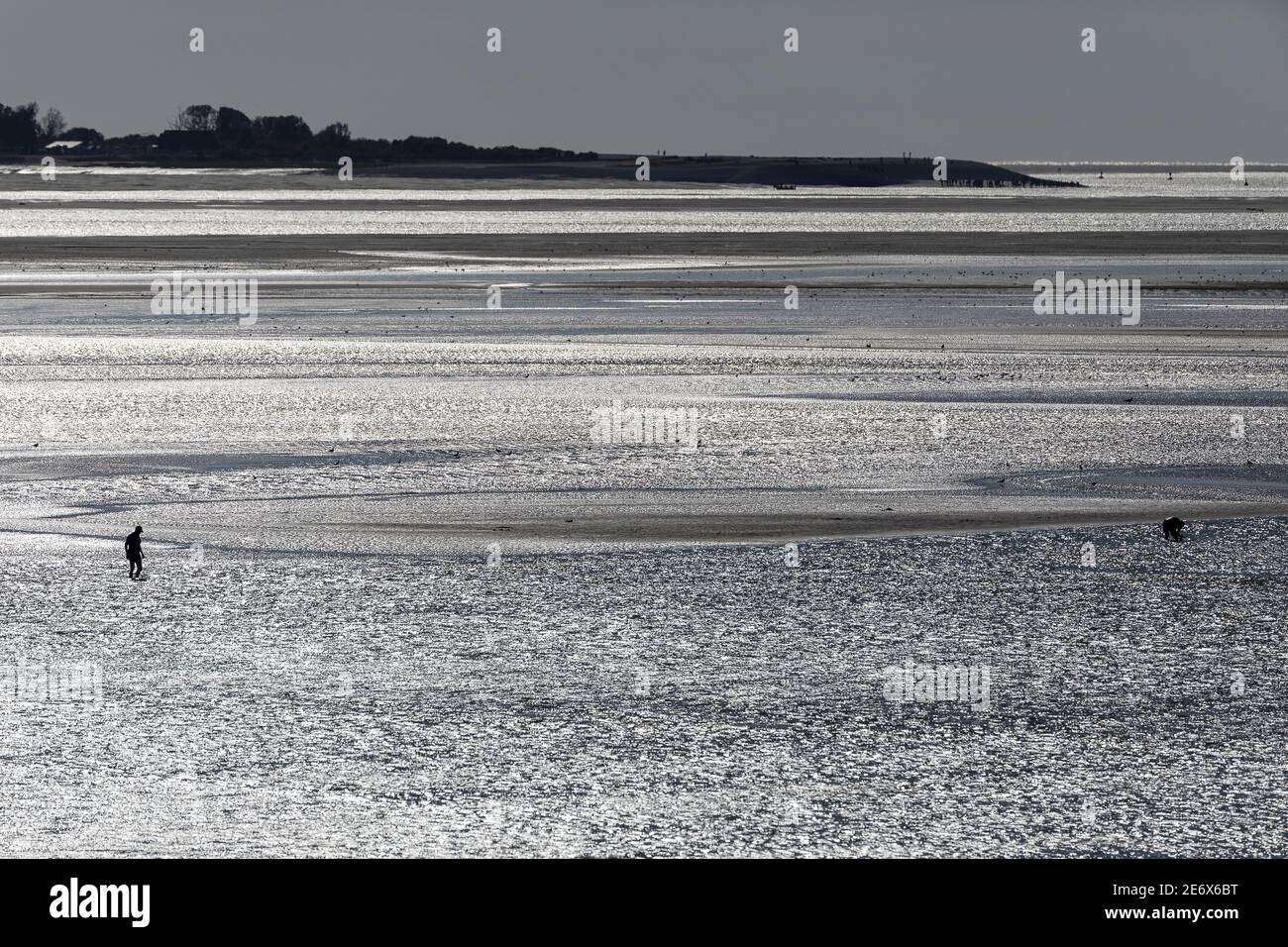 France, somme, Baie de somme, homme avec ses pieds dans l'eau sur un banc de sable Banque D'Images