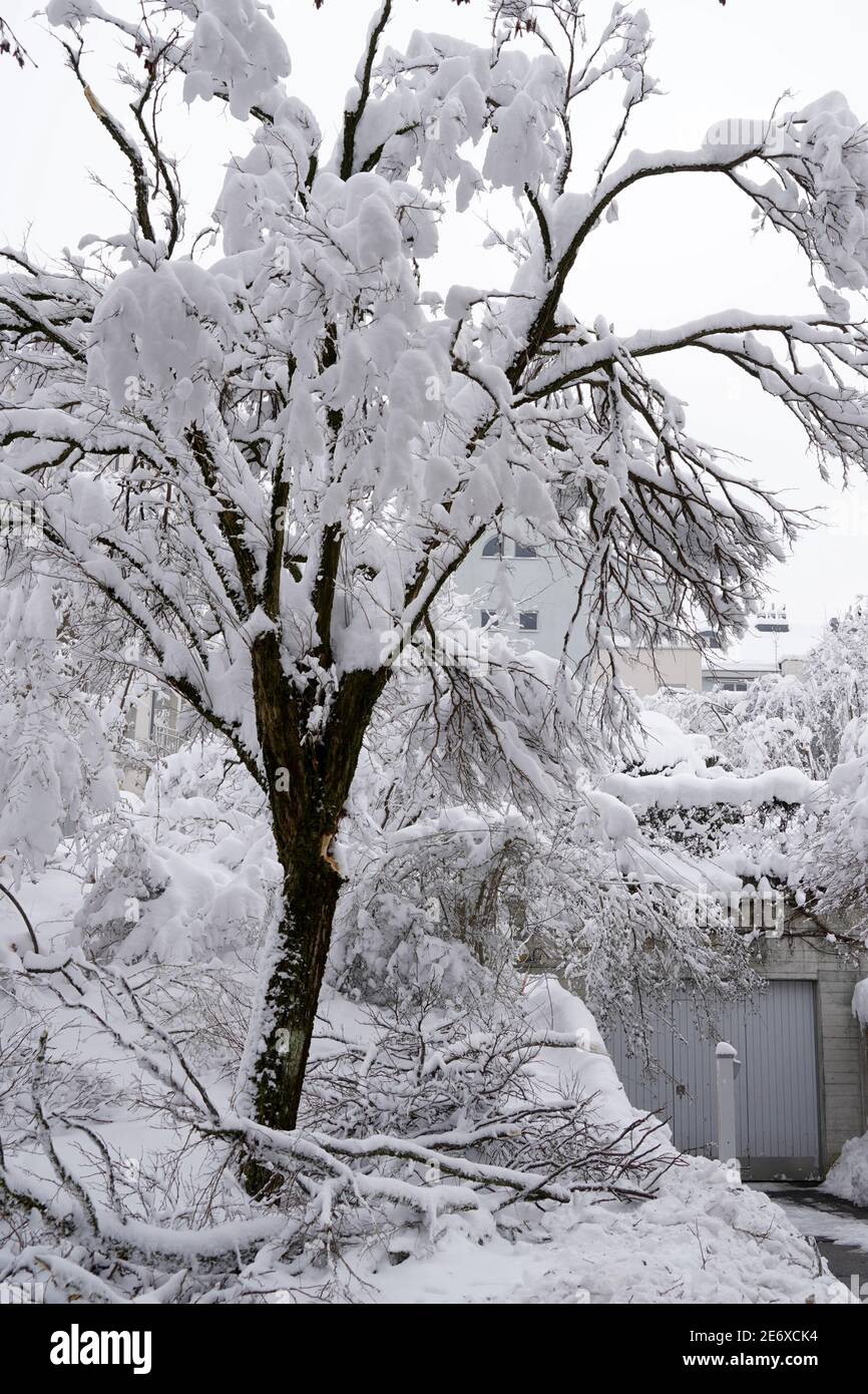 Un arbre à feuilles caduques très recouvert de neige. Au sol, il y a des branches cassées par le poids de la neige. Les dégâts causés par la neige dans le village d'Urdorf. Banque D'Images