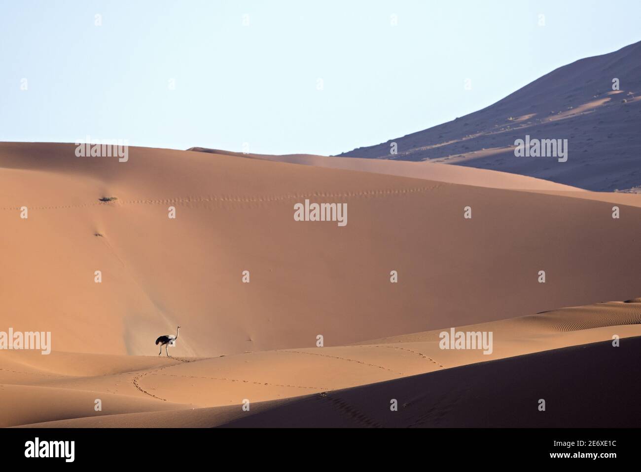 Namibie, désert du Namib, Sesriem, autruche africaine (Struthio camelus australis) Banque D'Images