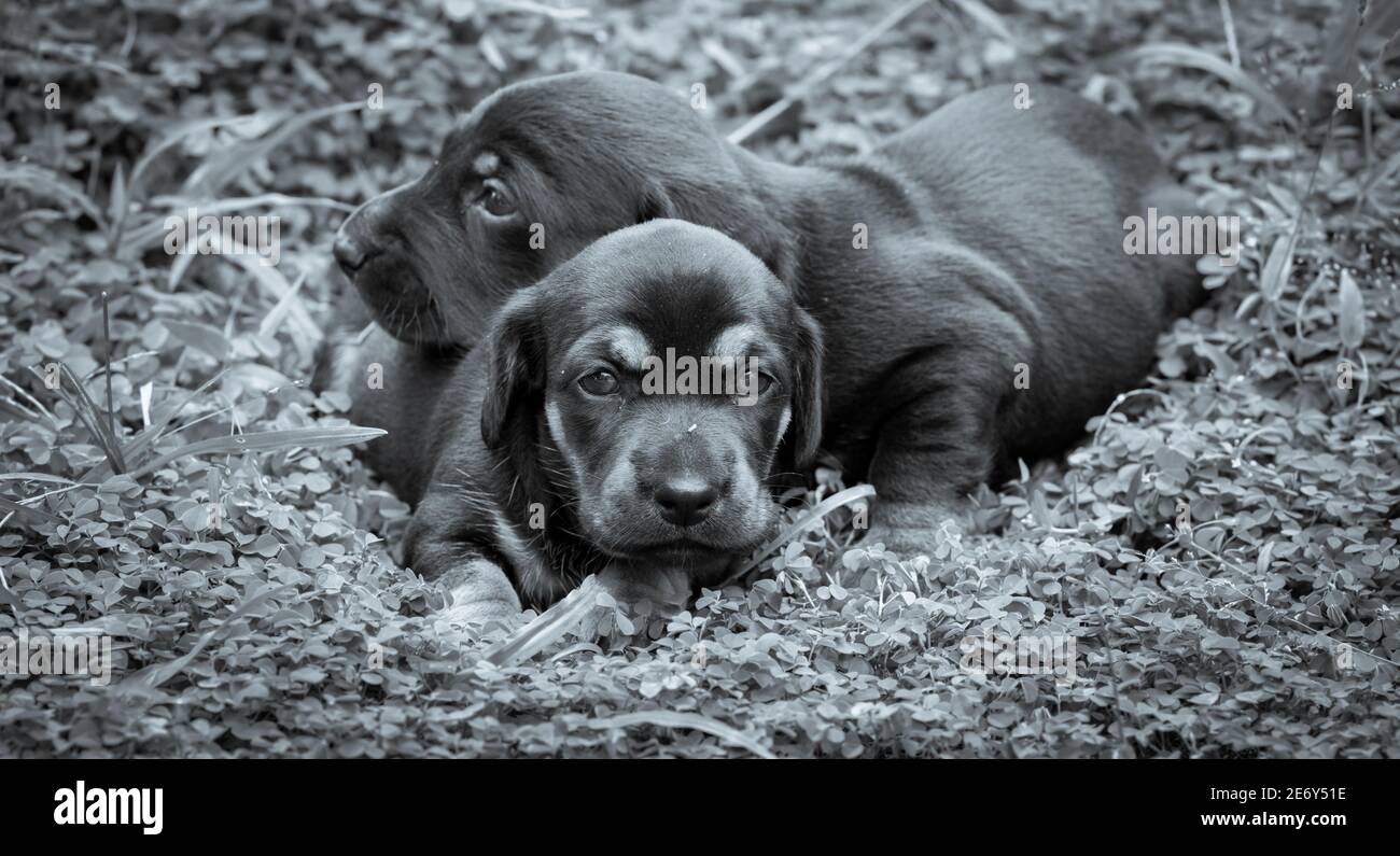 Les chiots Dachshund mignons qui se trouvent dans l'arrière-cour, se câliner et jouer avec les nouveau-nés frères et sœurs, explorer, regarder et apprendre l'environnement, en prenant soin de chaque oth Banque D'Images
