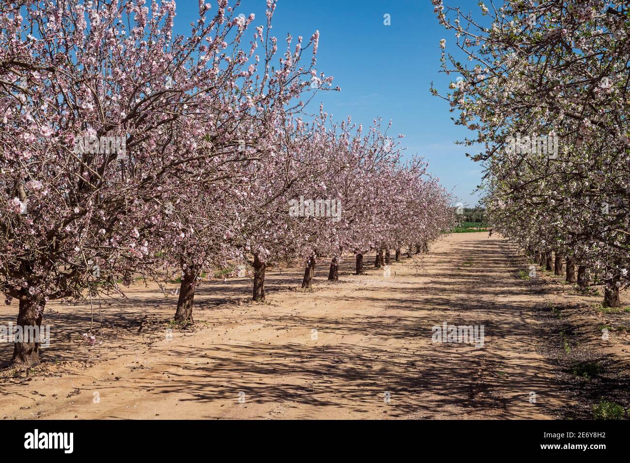 un verger d'amande en fleur sur une coopérative de haute technologie ferme dans la vallée d'arad en israël montrant deux distincts variétés d'amandes Banque D'Images