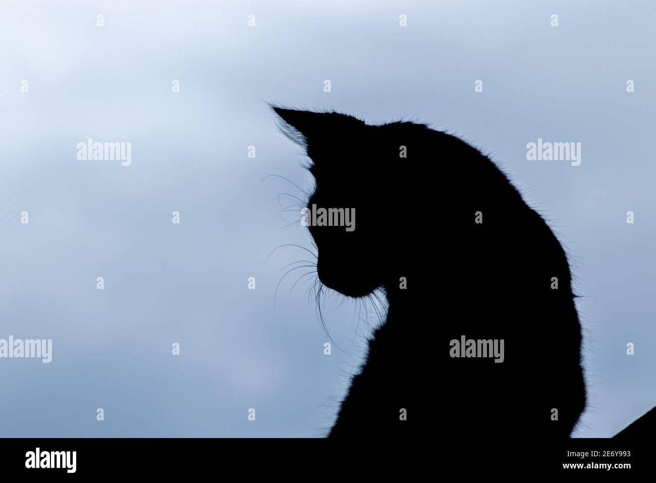 Silhouette De Chat Noir Gros Plan Image En Noir Et Blanc Photo Stock Alamy