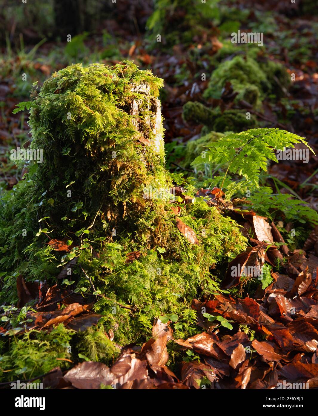 Ancienne couverture de souche avec mousse verte, Irlande, Banque D'Images