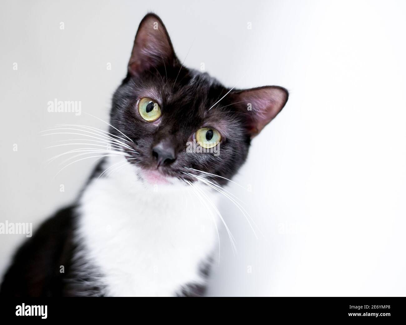 Un Mignon Chat Noir Et Blanc De Shorthair Regardant Le Camera Avec Inclinaison De La Tete Et Expression Curieuse Photo Stock Alamy